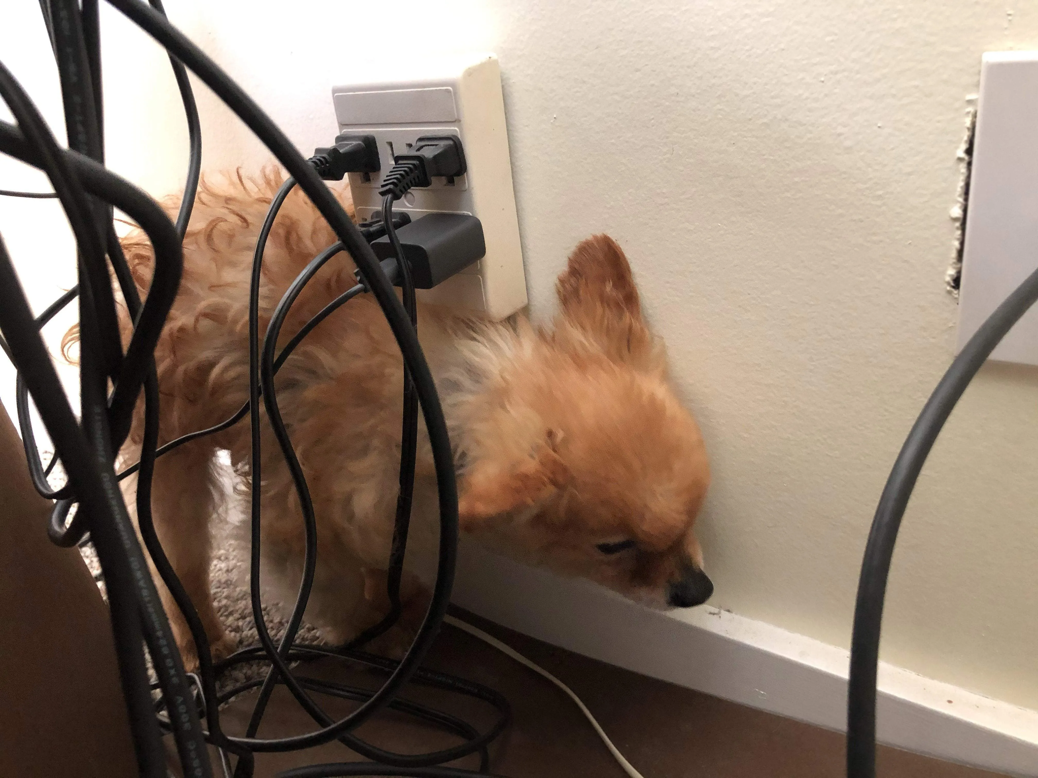 Bamboo Blocker™ - Foldable Accordion Dog Barrier