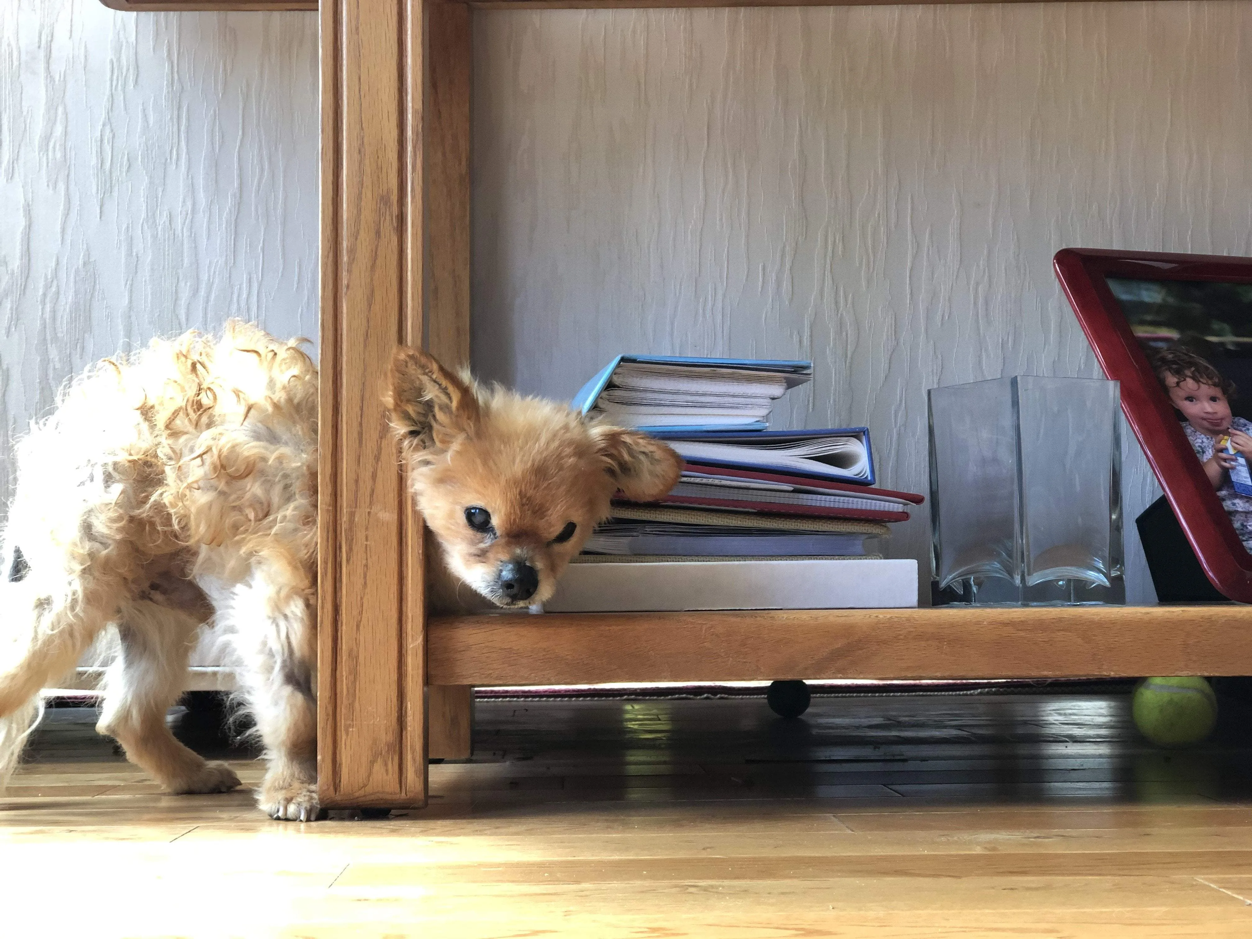 Bamboo Blocker™ - Foldable Accordion Dog Barrier