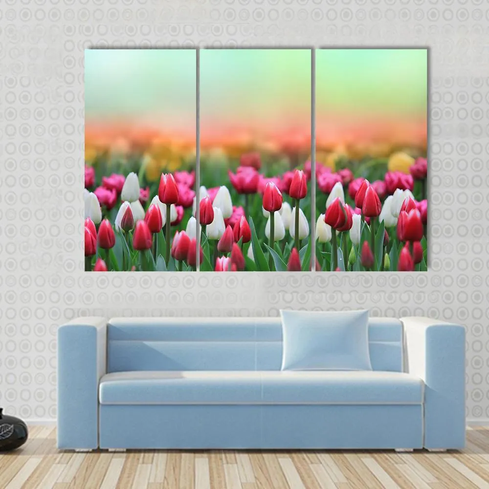 Beautiful Tulips Field Canvas Wall Art