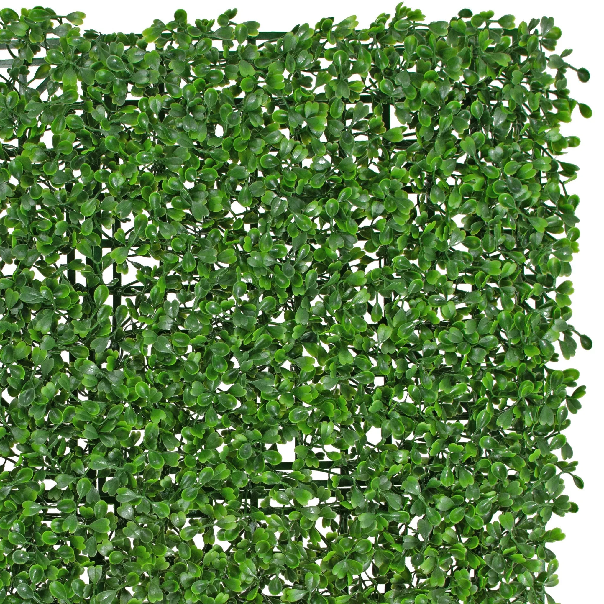 Boxwood Topiary Wall Panels 8 SQFT