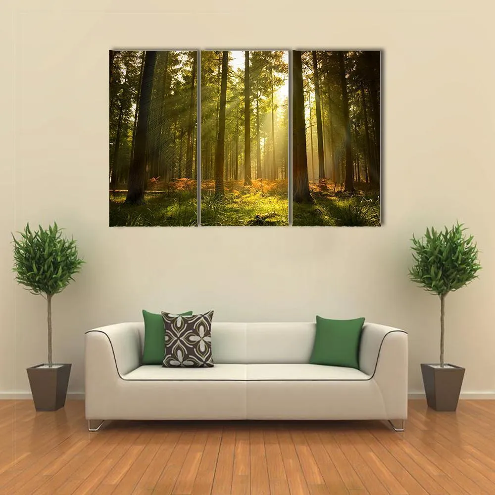 Forest At Dusk Canvas Wall Art